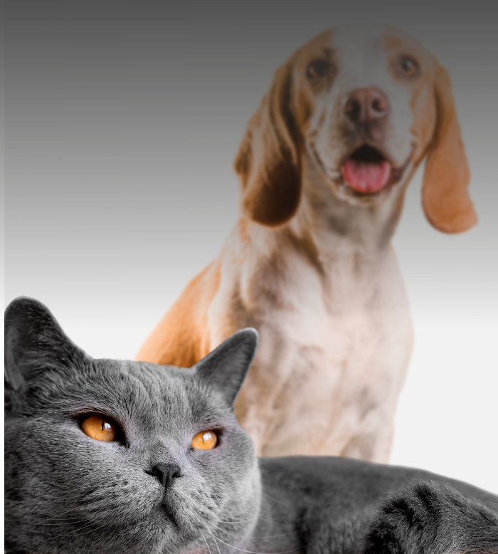 Seguro de Protección familiar para otros asuntos